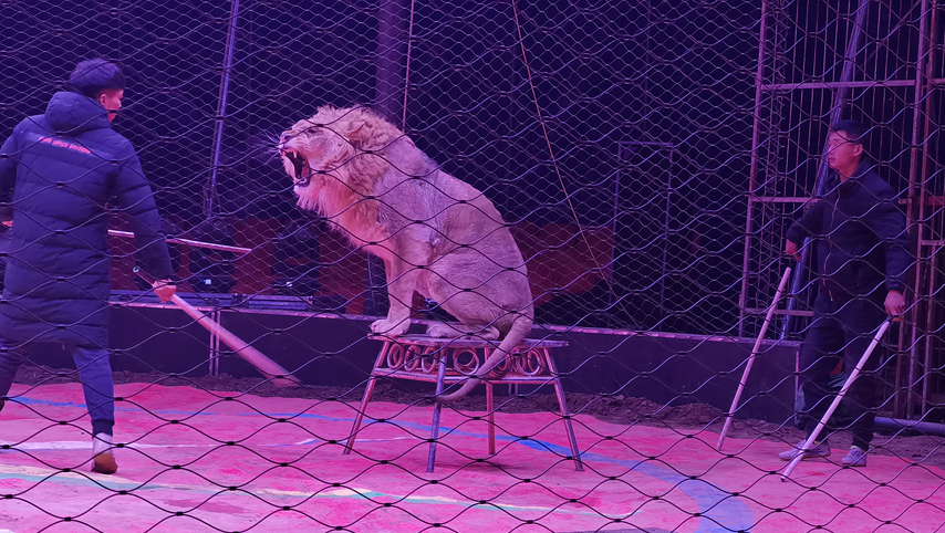 落寞马戏团藏在小镇里