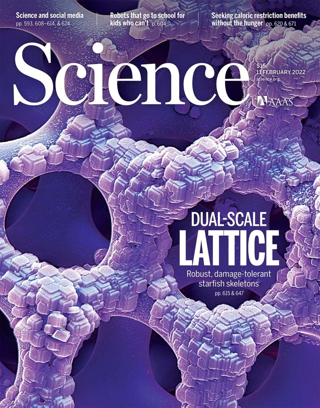 Science封面：华人团队揭秘“派大星”完美骨骼，高强度新型材料正在路上_深圳热线