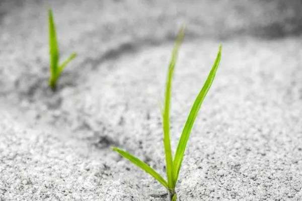 种草、广告与带货-36氪