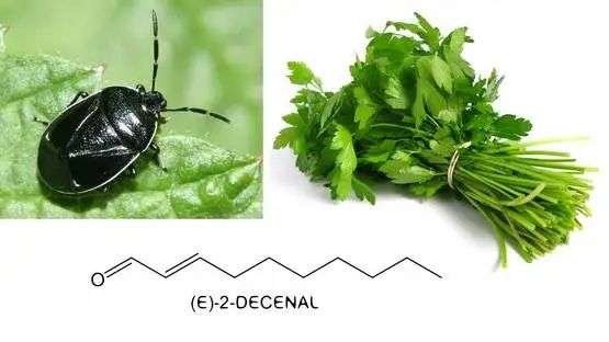 国际反香菜联盟 百科图片