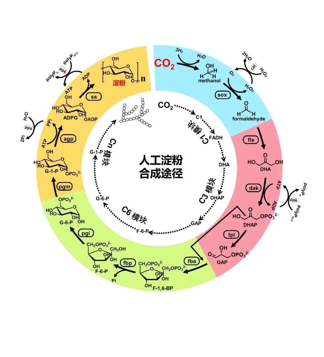 11 步核心反应组成的人工淀粉合成途径(asap),该途径偶联化学催化与