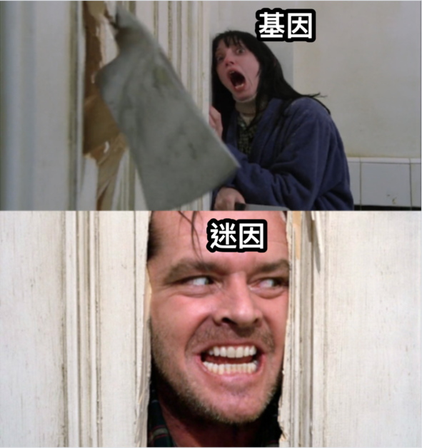 02 玩梗时代,meme为王