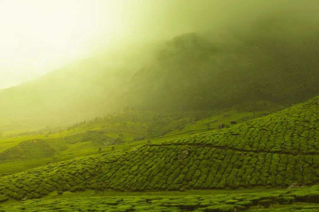 遍地开花的茶室，是纯茶的出路吗？