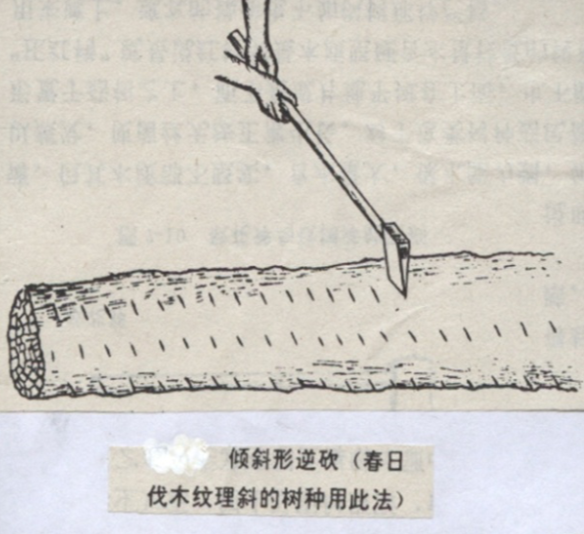 捶打10下，香菇产量就能翻倍，是被吓醒了吗？-36氪