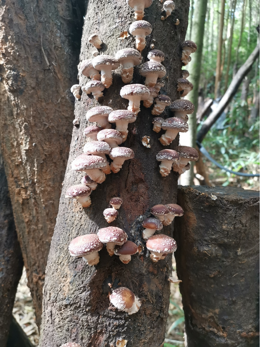 通过敲击木头促进香菇生长的过程也叫"惊蕈",蕈就是蘑菇,"惊蕈"就是把