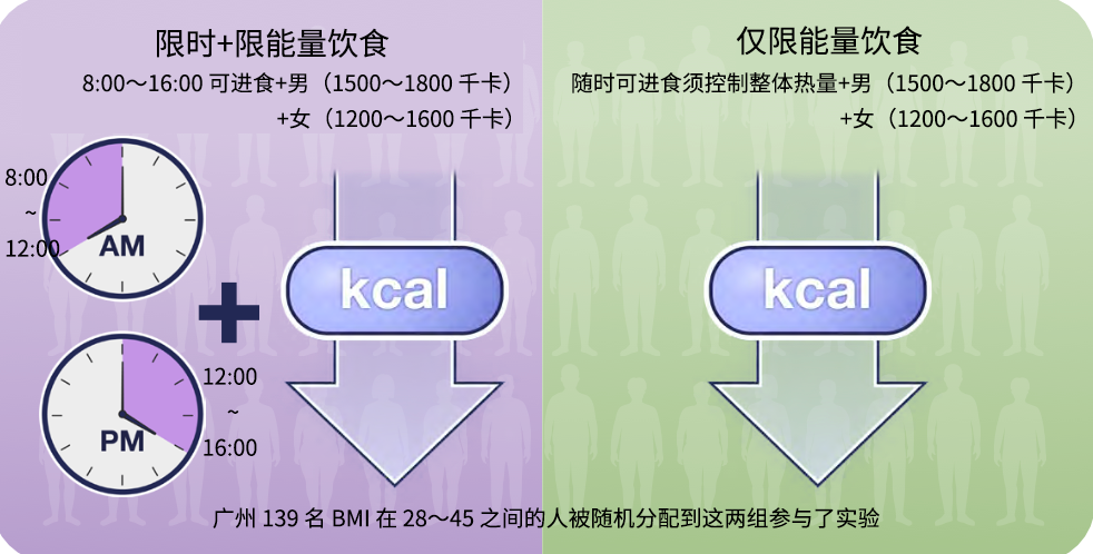 坚持一年不吃晚饭会发生啥?跟均匀节食比,更有效还是更糟糕?
