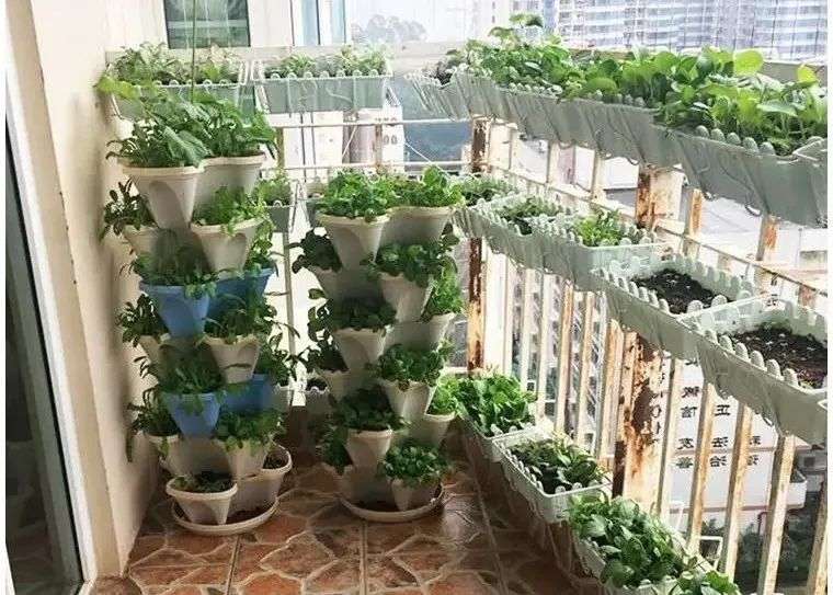 阳台种菜又一个百亿市场