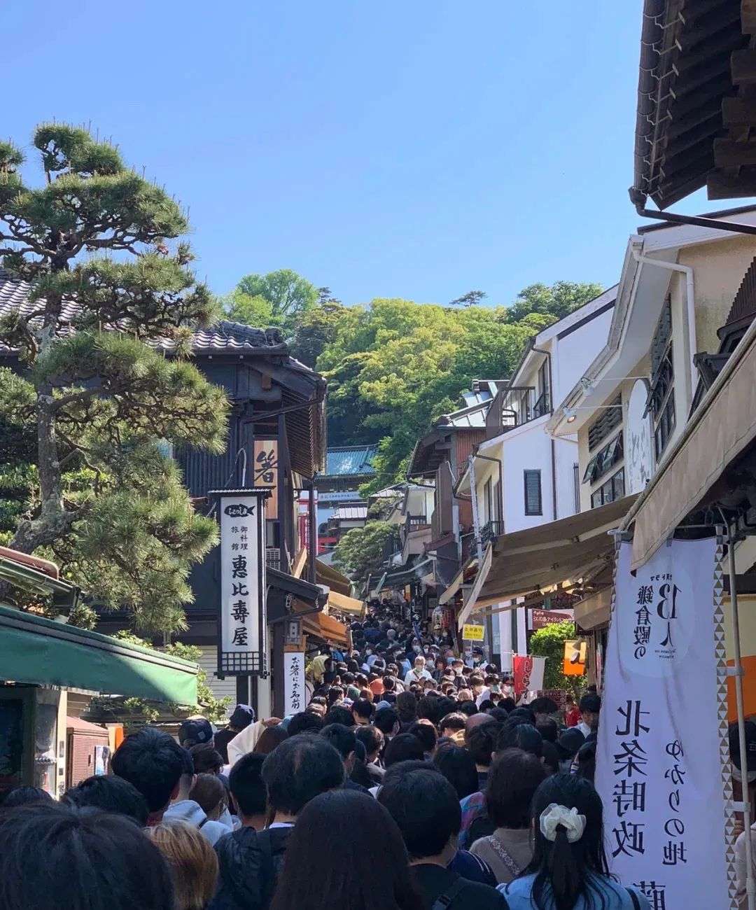 奈良的鹿被喂到见小孩就跑日本黄金周正在报复性出游