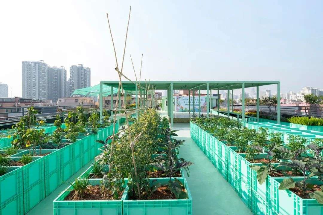 屋顶农场成新潮流每户租1㎡种菜果蔬不断