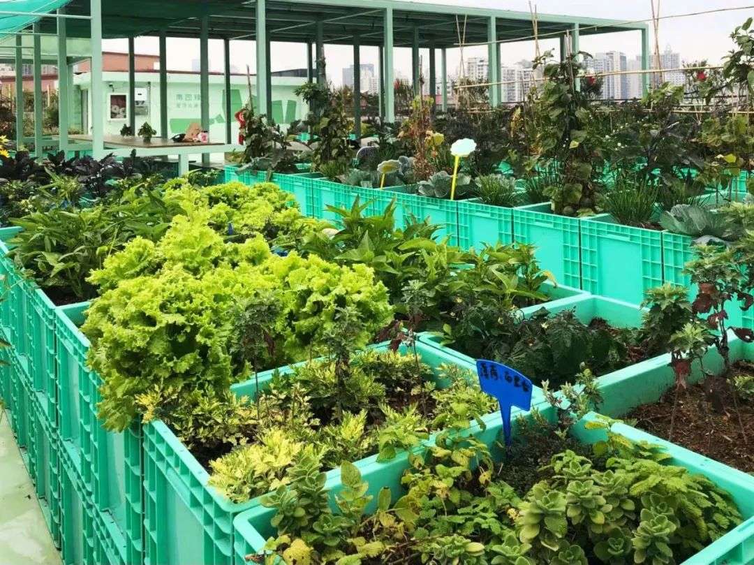 屋顶农场成新潮流每户租1㎡种菜果蔬不断