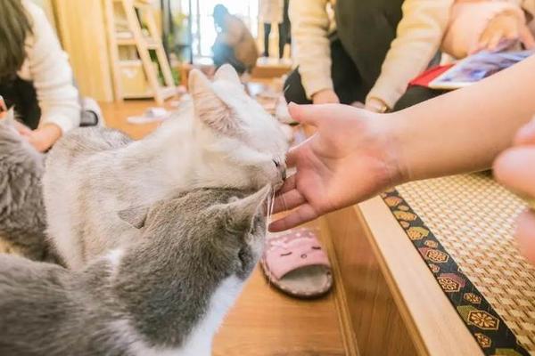 小确幸经济 破灭 从猫咖开始 36氪
