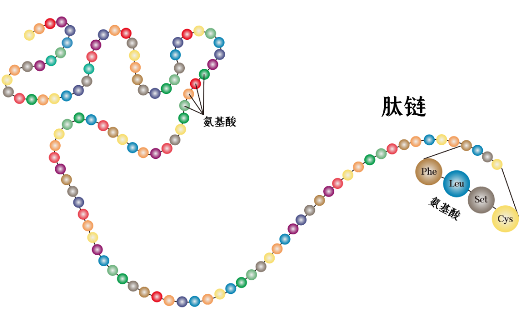 氨基酸:碳基生命大厦的"砖石"