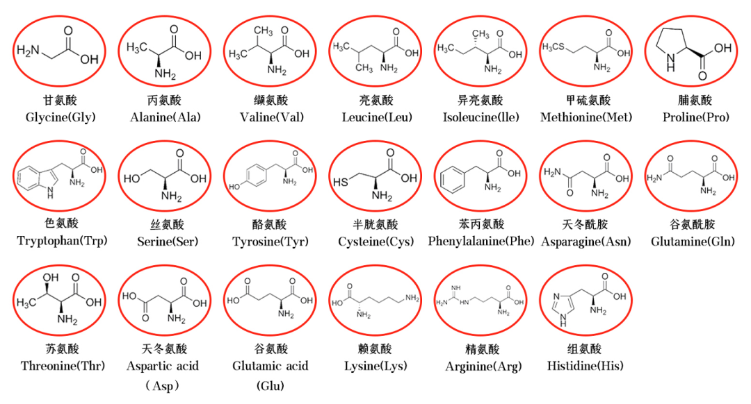 氨基酸结构表图片