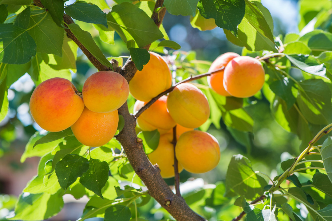 与桃李齐名，距离杏子称霸食品界还有多久？