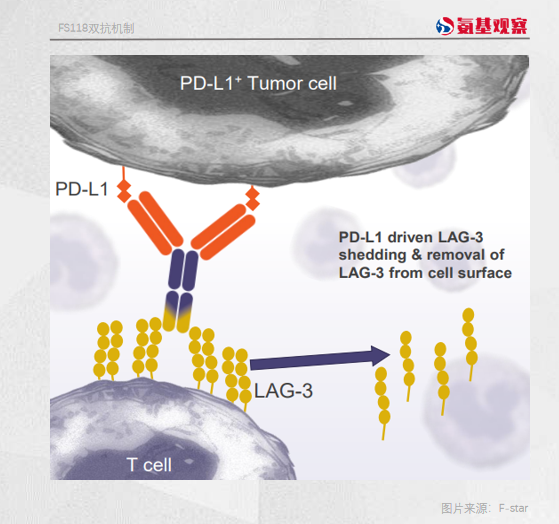 双抗 or 联合疗法，谁是PD-1黄金搭档LAG-3的最优解？
