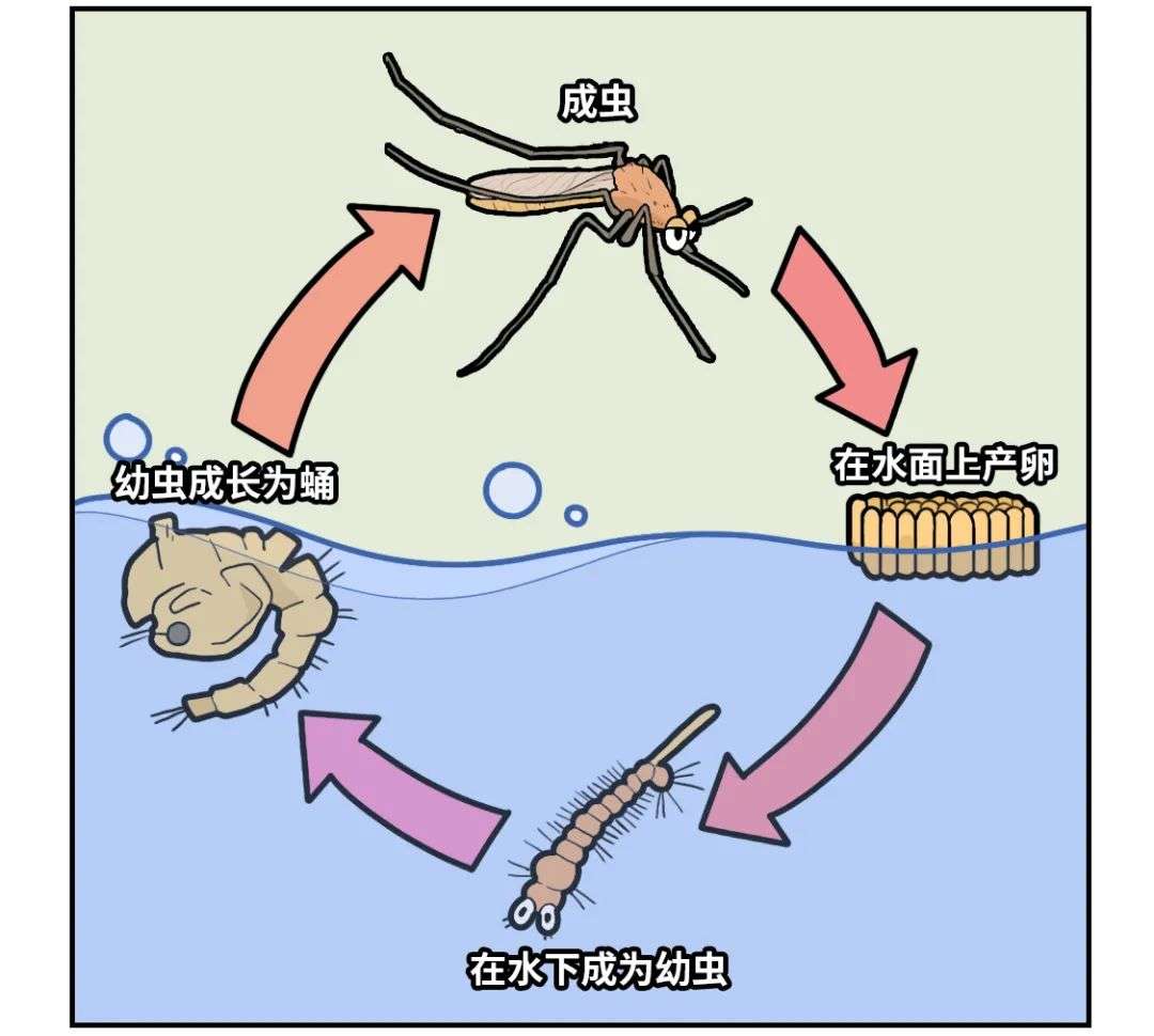 中国哪里蚊子最多广东未进前十第一竟是
