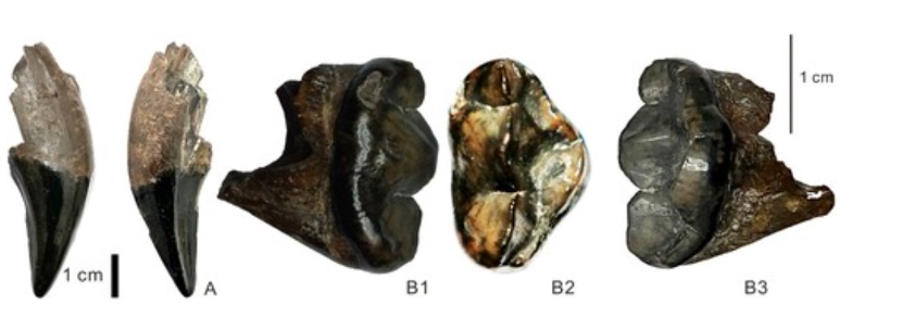 大熊猫原来有个欧洲亲戚,它们连竹子都咬不动-36氪