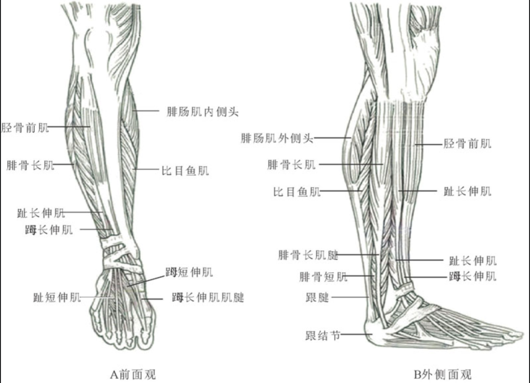 脂肪型小腿粗小腿部位的脂肪按其存在的具体位置可以分为皮下脂肪和肌