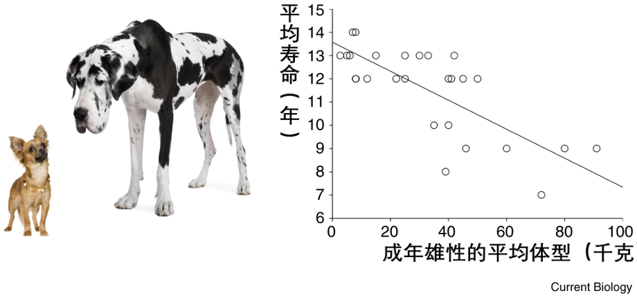 这个追踪4万只狗狗的研究 想让狗和人都活得更长长长长长 36氪