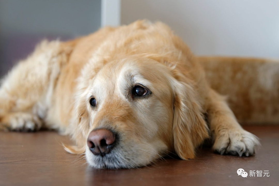 那么,一个疑问来了,狗狗在受委屈时会流泪吗?