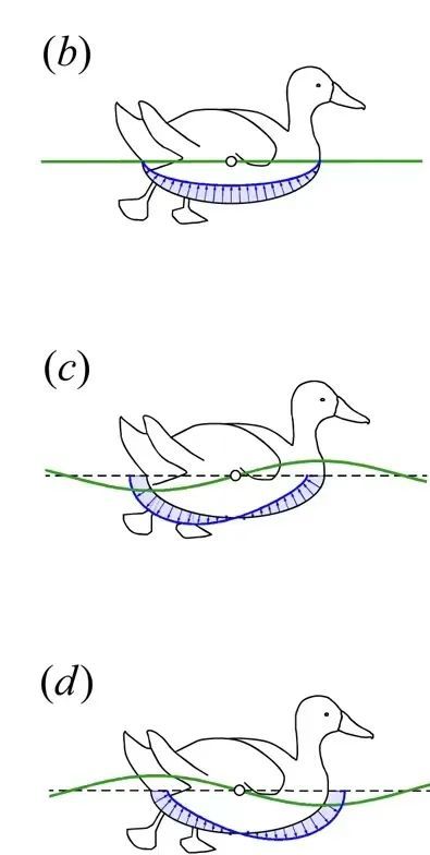 物理学奖:小鸭子游泳时为什么要排队?
