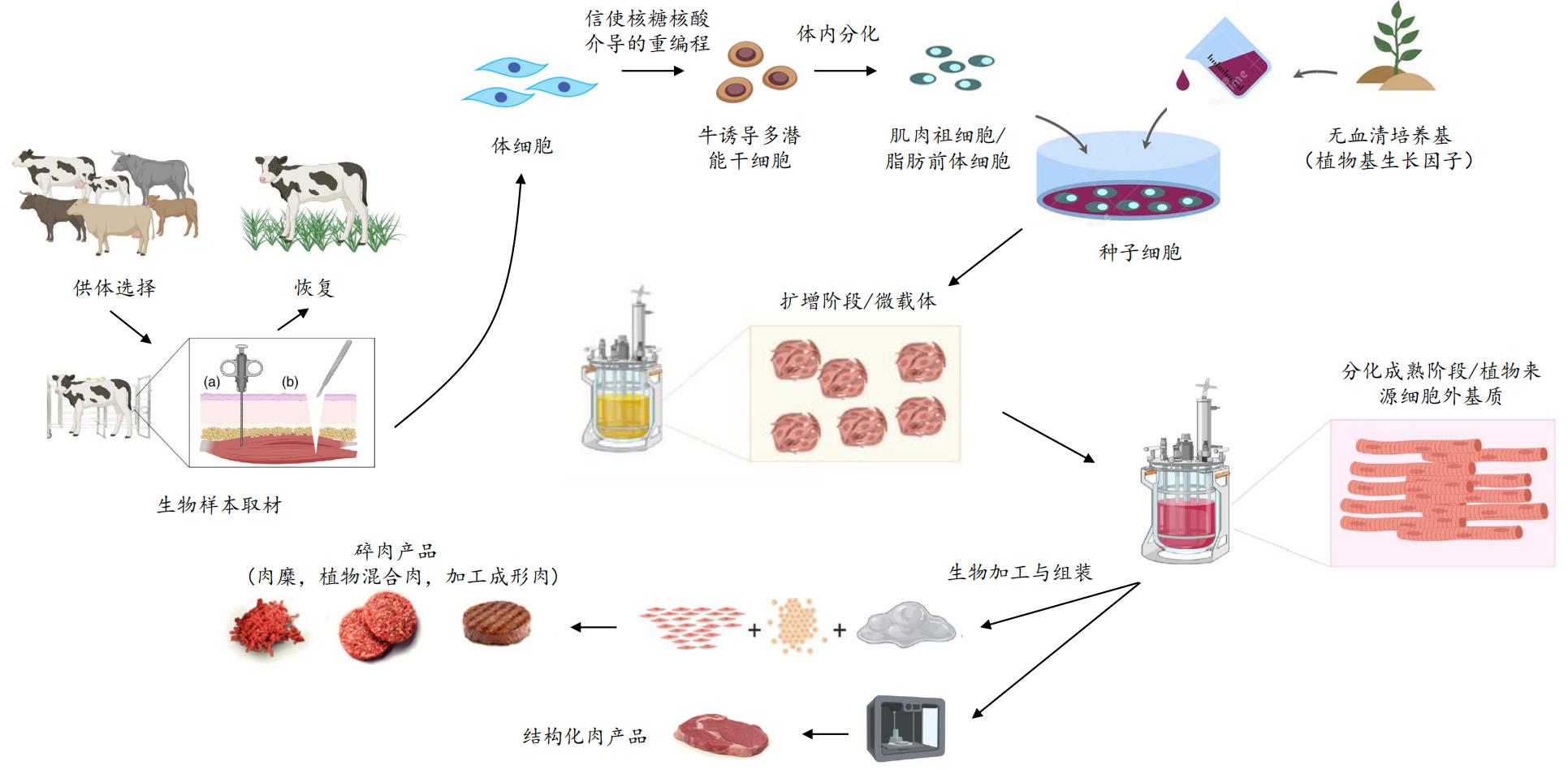 「遇见味来」获近千万元种子轮融资，加速开发细胞培养肉 | 36氪首发-36氪