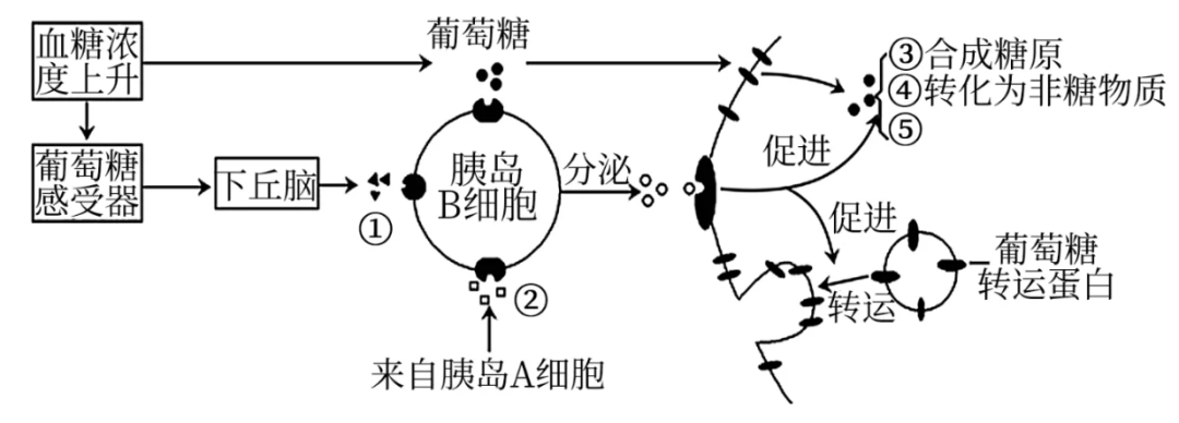 血糖战争：“误入歧途”的本土胰岛素双雄(图2)