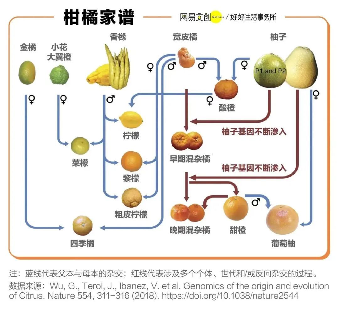 橘子家族杂交图图片