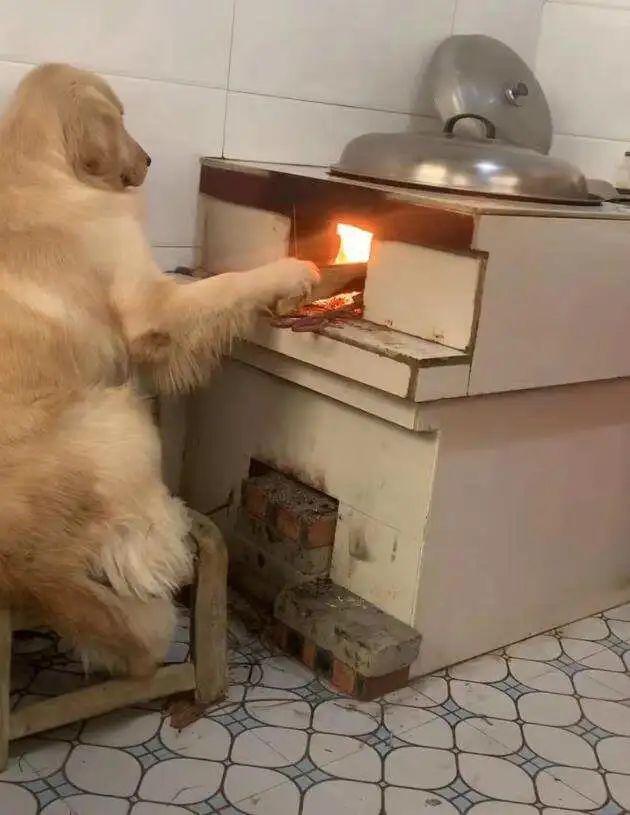 03 狗子回村,是流量密码,更是藏不住的乡愁