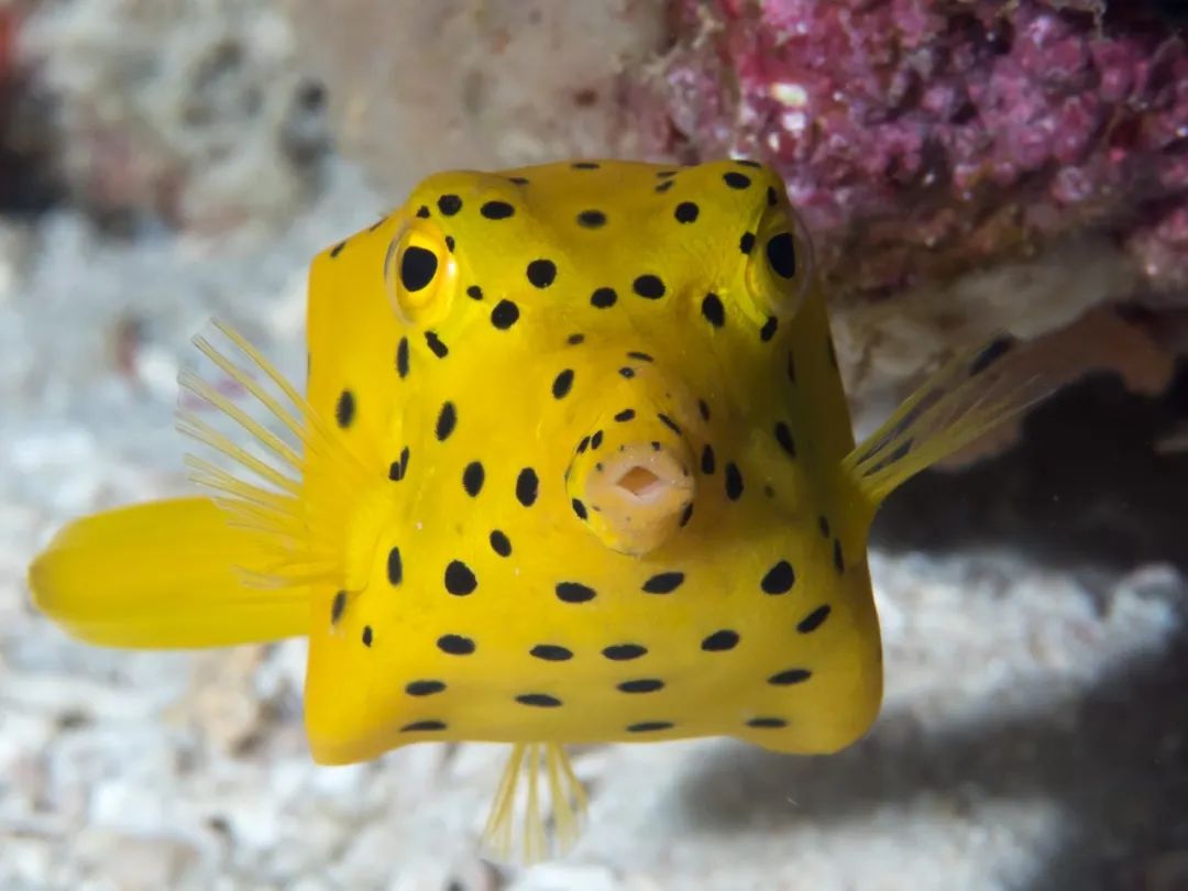 v2_fa86f1a1ac464c5fb010c3c1cba4d826@000000_oswg75485oswg1080oswg810_img_000