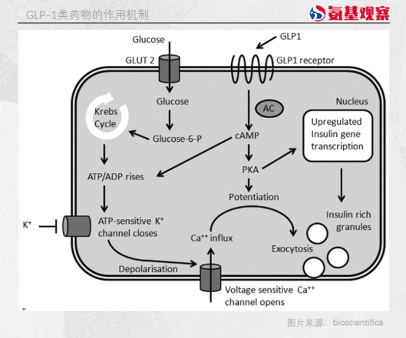 GLP-1淘金热，致癌风险不是最大的挑战