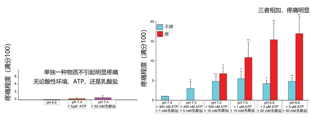 乳酸堆积的危害图片