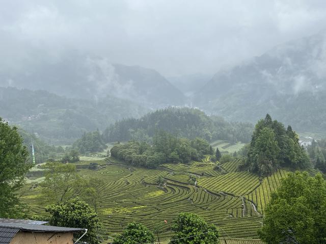 从盒马“高山夏菜”热卖，看商业与公益的可持续路径