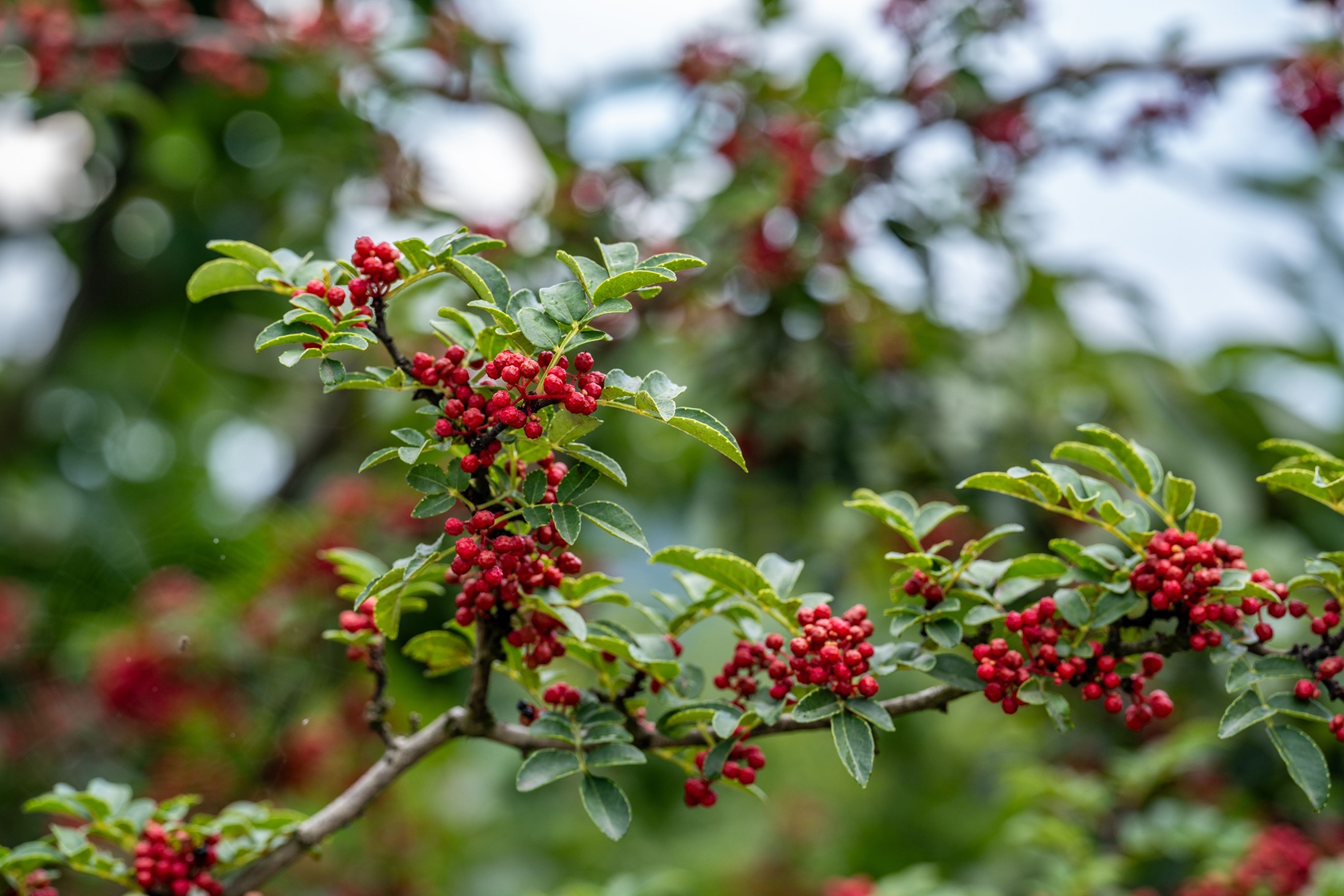 管氏翅吧汉源贡椒原产地溯源记 述说经典秘制烤翅与"千年贡椒"之缘分