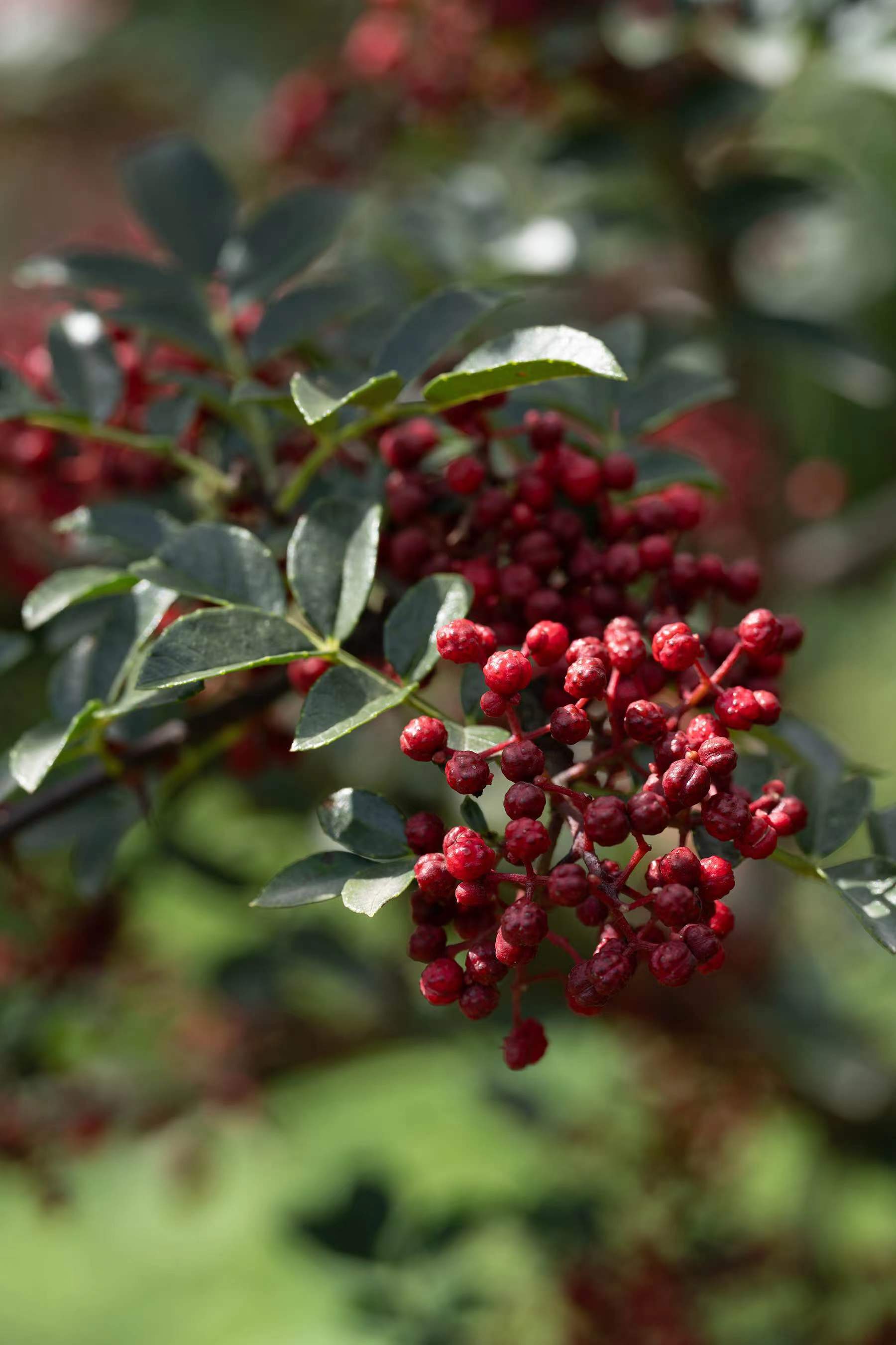 管氏翅吧汉源贡椒原产地溯源记 述说经典秘制烤翅与"千年贡椒"之缘分