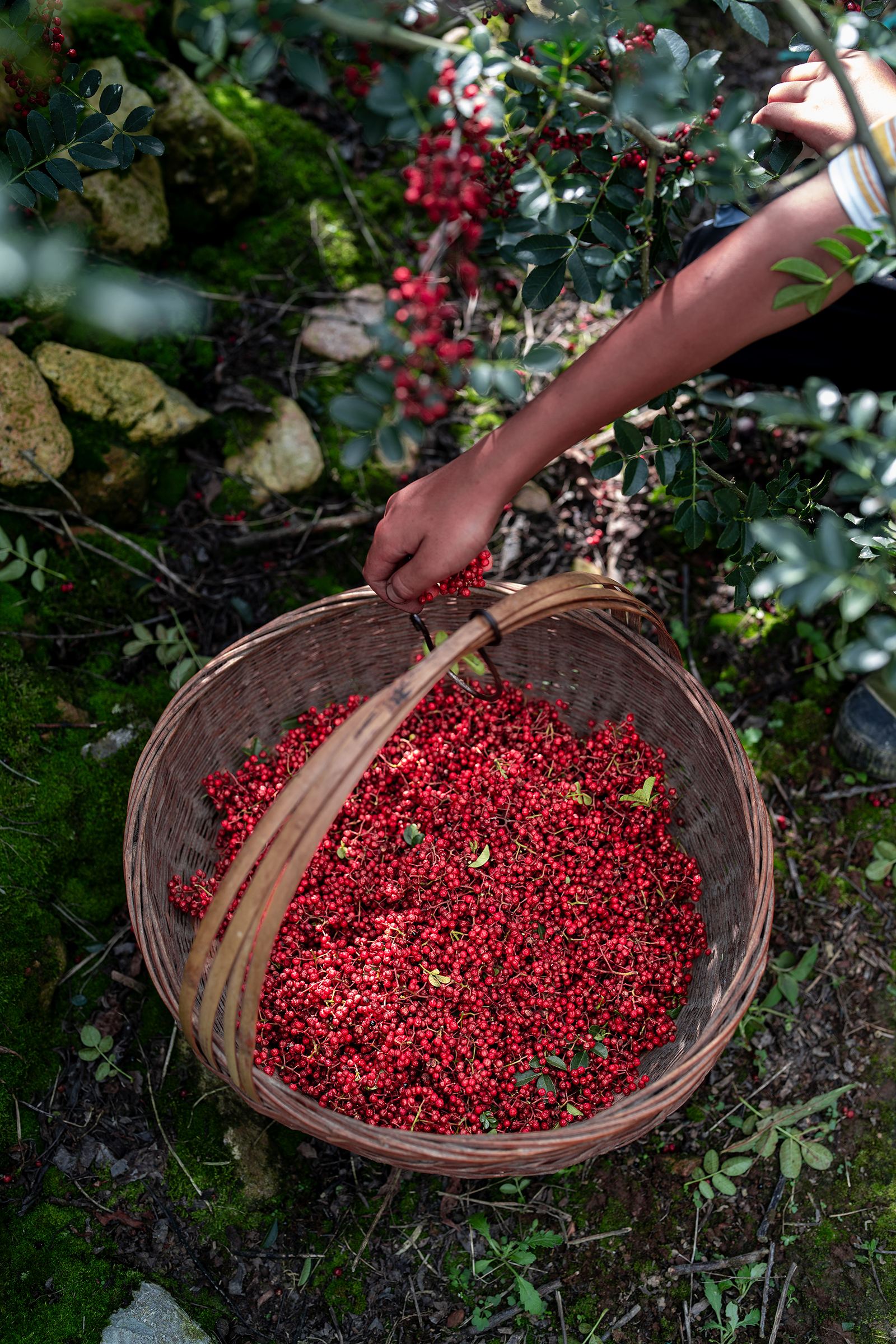 管氏翅吧汉源贡椒原产地溯源记 述说经典秘制烤翅与"千年贡椒"之缘分
