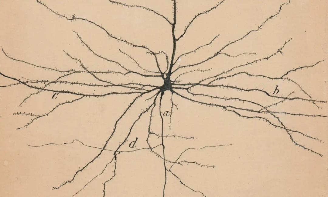 A Groundbreaking Human Brain Cell Atlas Just Dropped