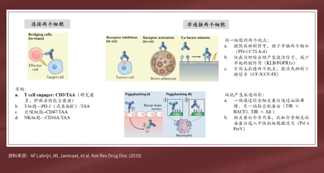 双特异性抗体赛道梳理(图3)