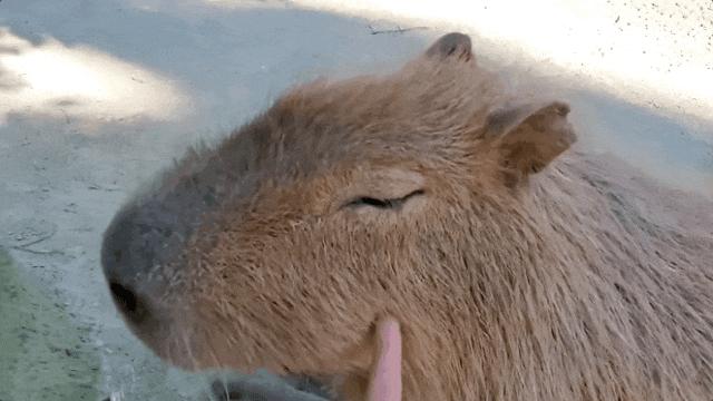 一張撲克臉怎麼變成了互聯網頂流