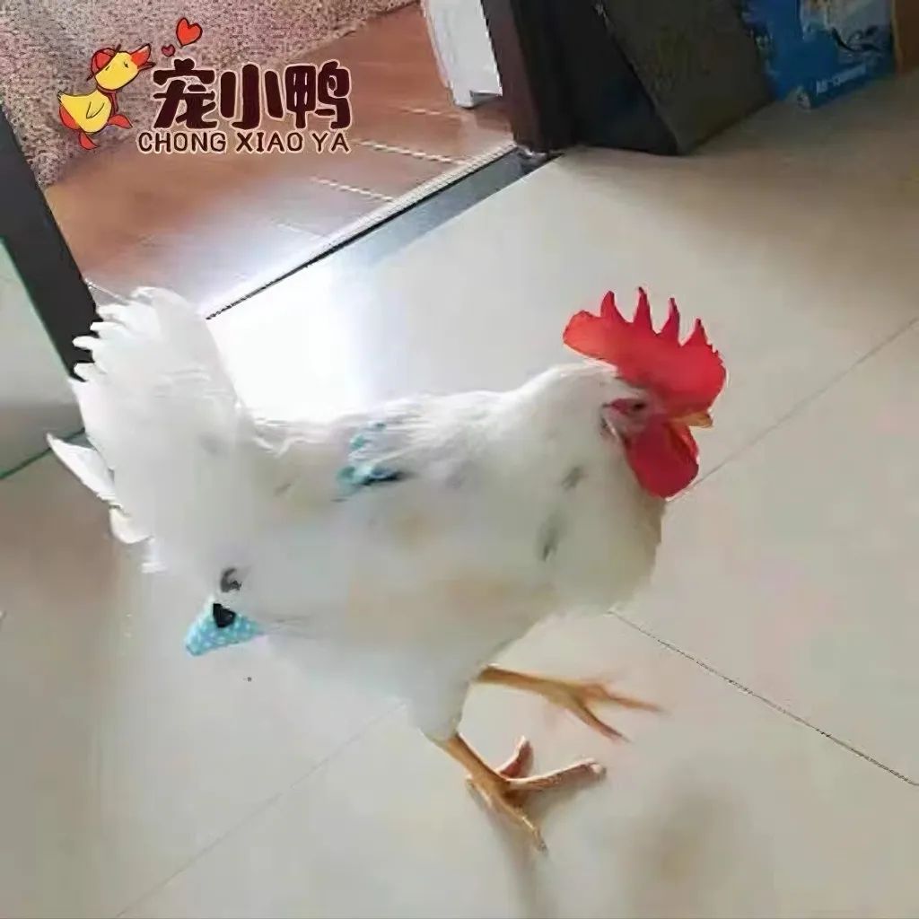 02 谁在为宠物鸡做衣
