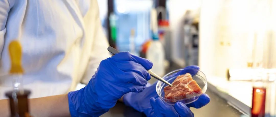 看见｜极麋生物&36氪：共谱细胞培养肉赛道市场新格局