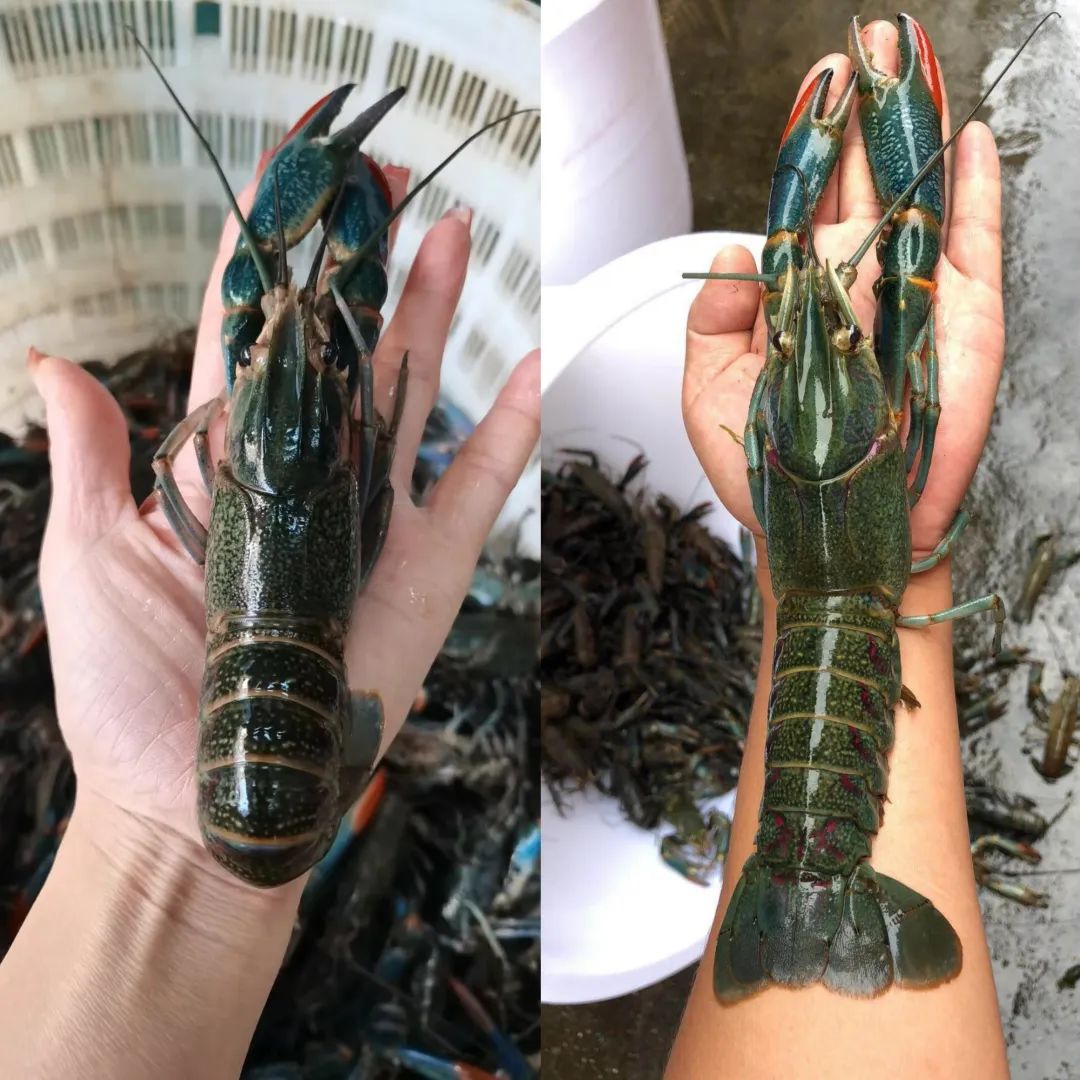 澳洲龙虾为啥成了中国土特产