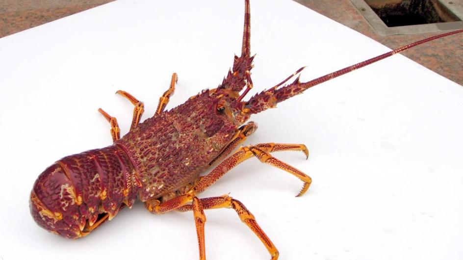 澳洲龙虾为啥成了中国土特产