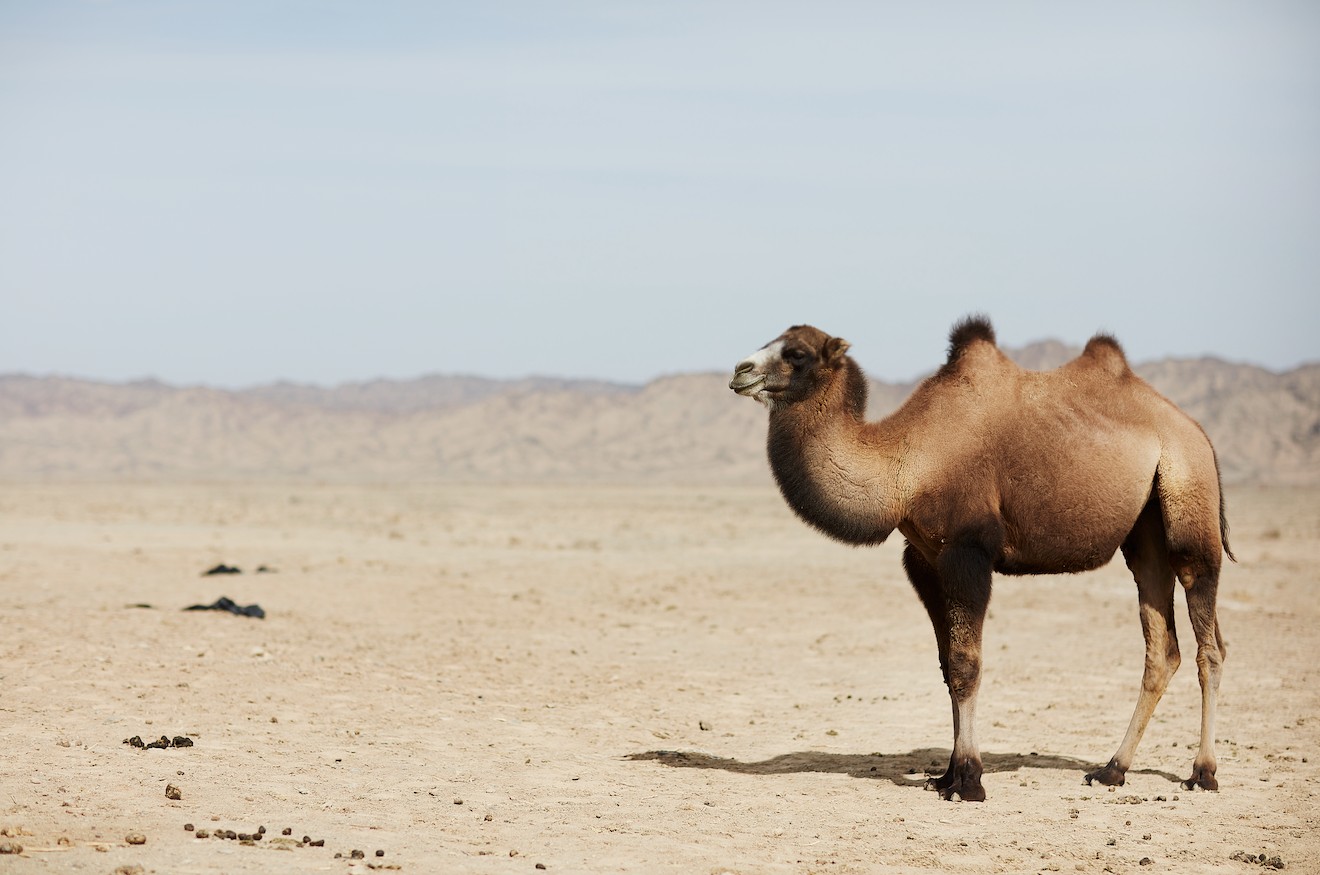一位中国遥感科学家，决定“跨界”拯救濒危动物野骆驼 | 最前线