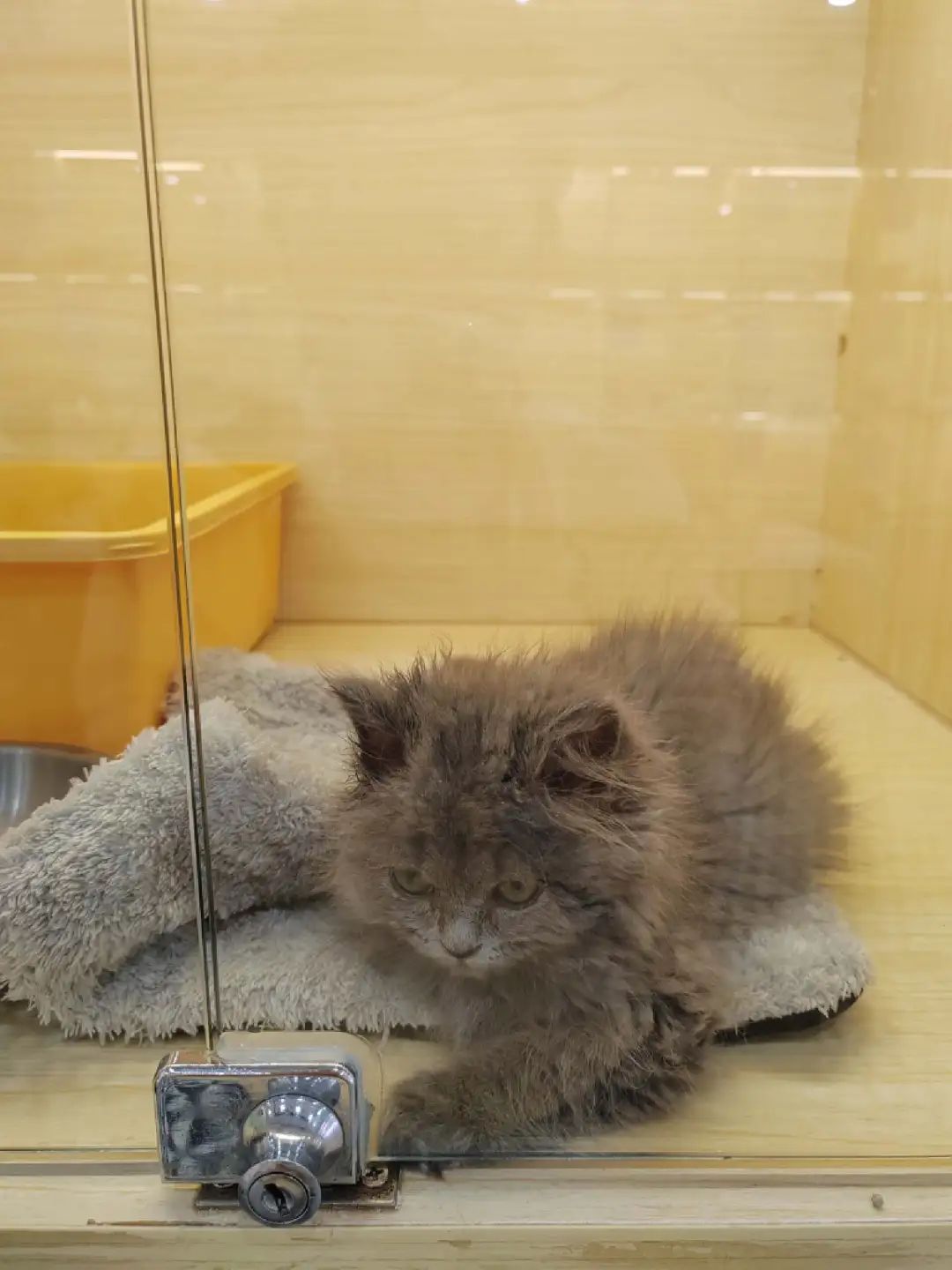 免费领养品种猫我成了最大的冤种