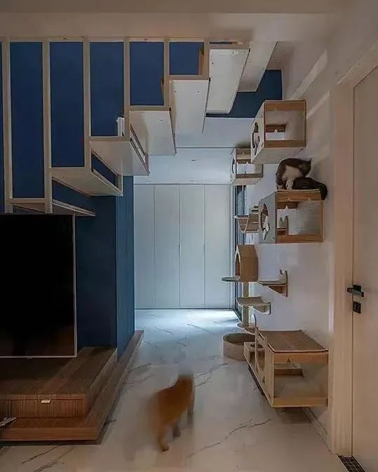 家里是复式的更好,楼梯可以设计为镂空,楼梯与猫爬架相连,增加猫咪