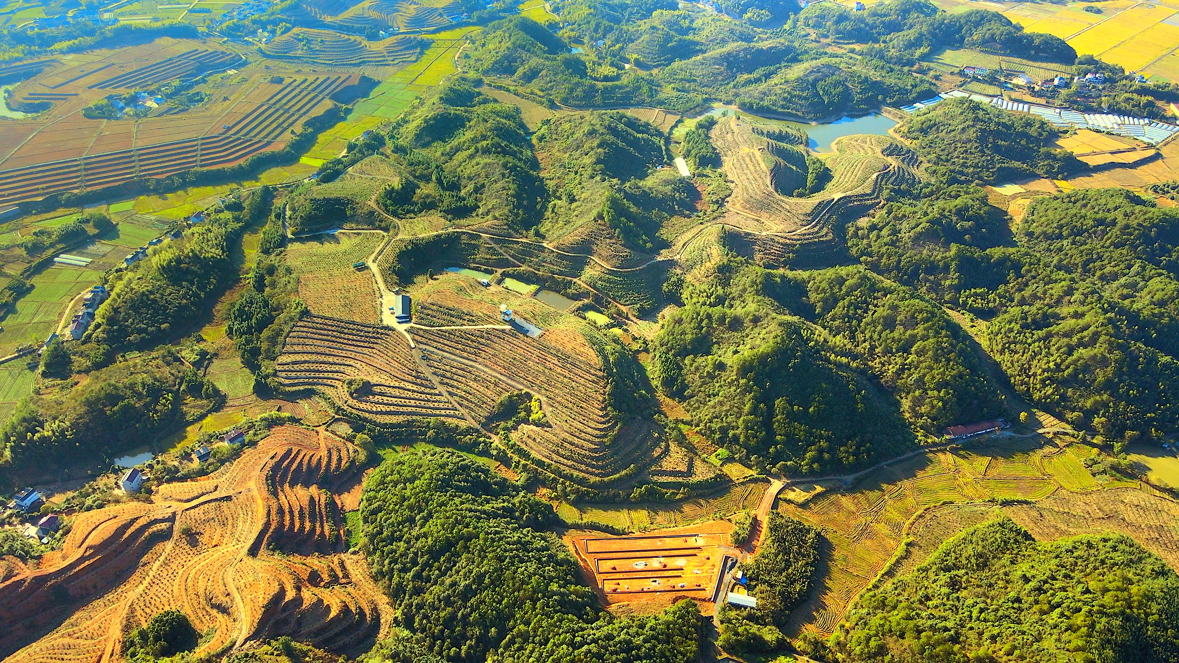 日本香柚种植基地图片