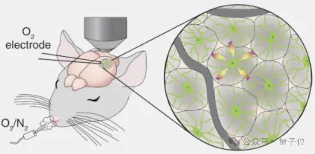 死宅更容易变傻？？Science正经研究：大脑缺氧竟是常态，但靠运动可以改善插图9