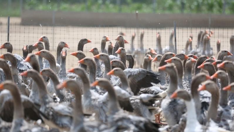 霍邱因为鹅肝而出名,但它并不是国内最早的鹅肝生产基地.