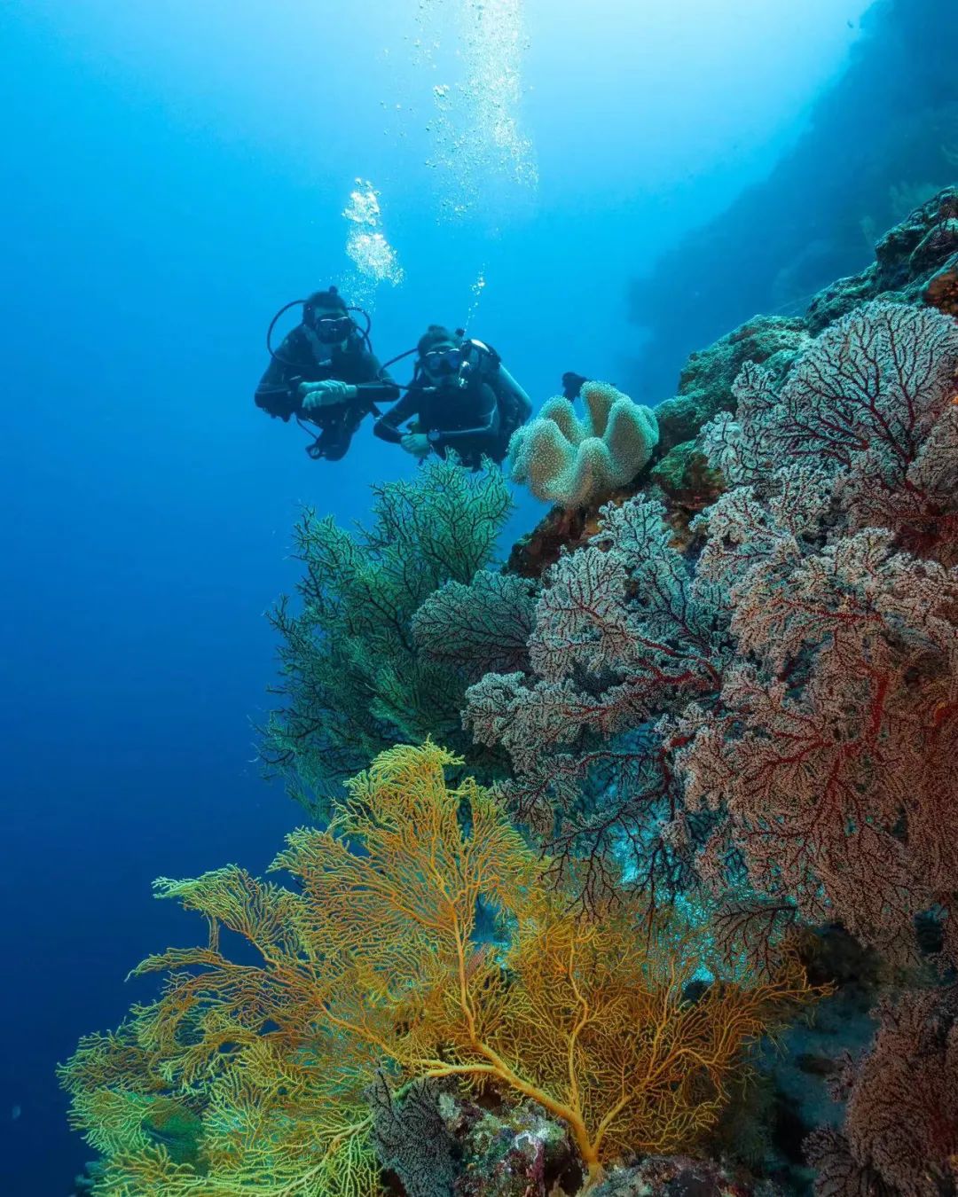 全世界都在讨好印度中产为什么只有它重押中国游客